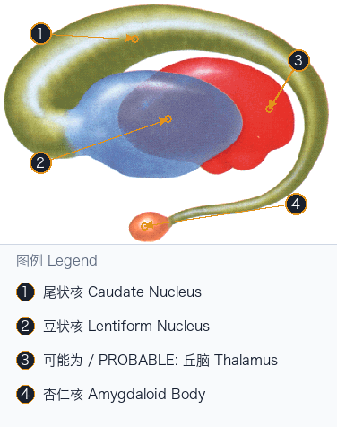 基底核组成 Basal Nuclei Components — Annotated / 标注图