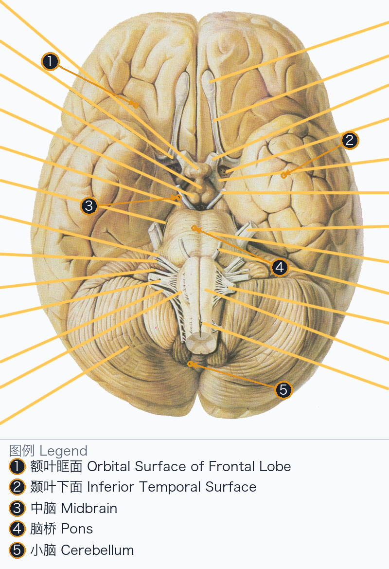 大脑皮层下面 Cerebral Cortex Inferior Surface — Annotated / 标注图