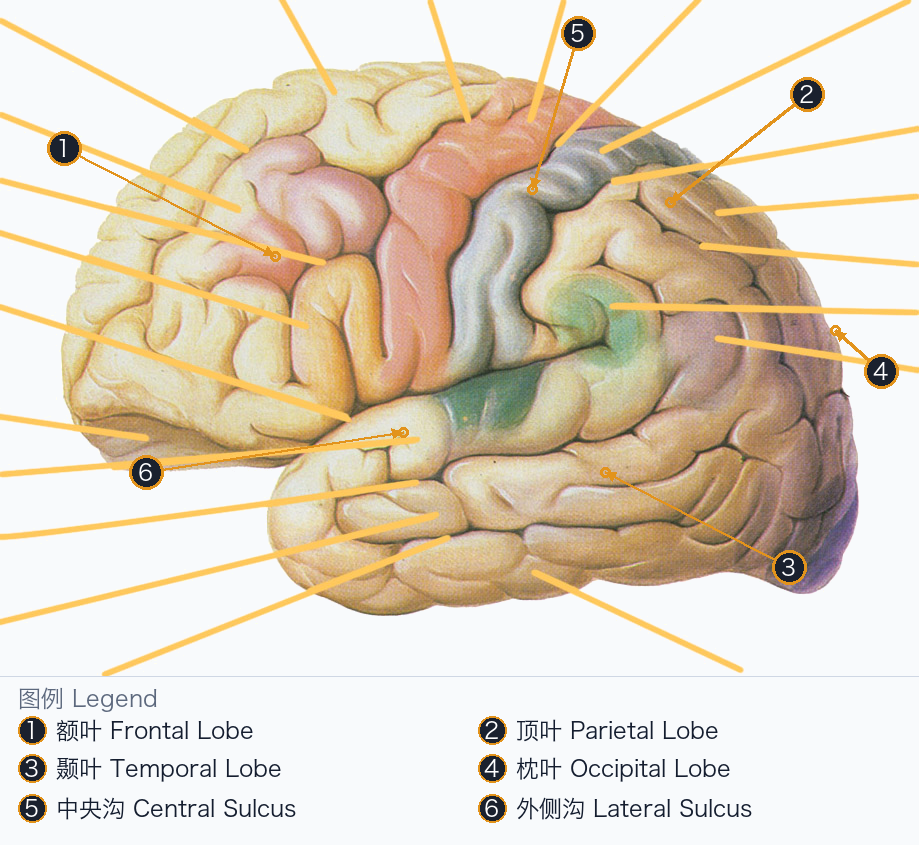 大脑皮层上外侧面 Cerebral Cortex Lateral Surface — Annotated / 标注图