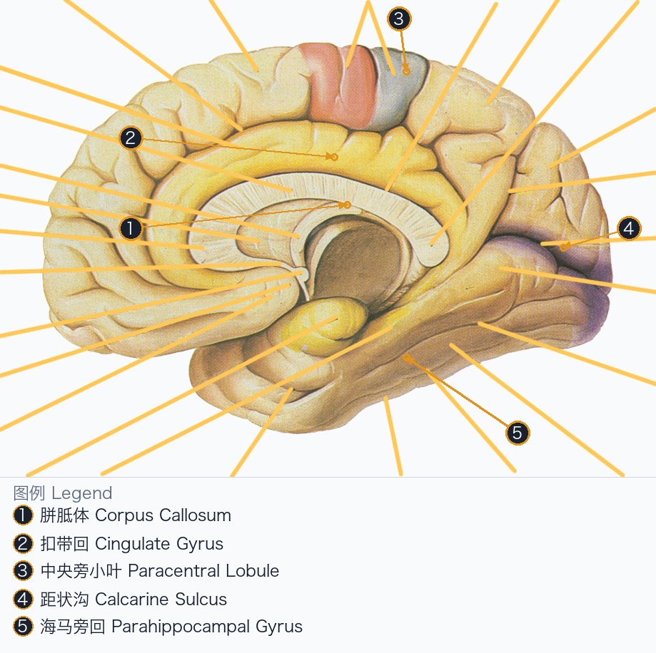 大脑皮层内侧面 Cerebral Cortex Medial Surface — Annotated / 标注图