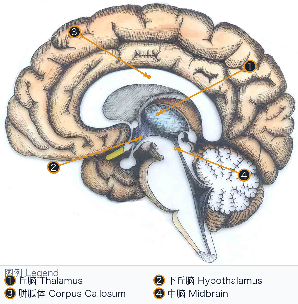 间脑空间定位 Diencephalon Spatial Locator — Annotated / 标注图
