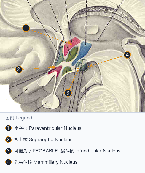 下丘脑核团与邻近结构 Hypothalamic Nuclei and Relations — Annotated / 标注图
