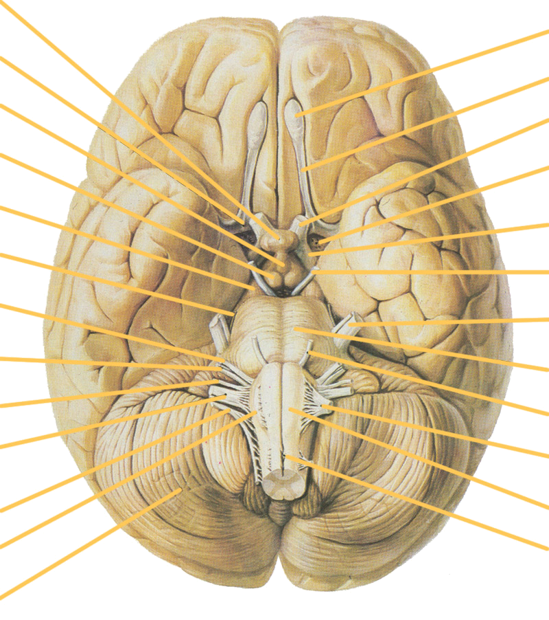 大脑皮层下面 Cerebral Cortex Inferior Surface — Original / 原图