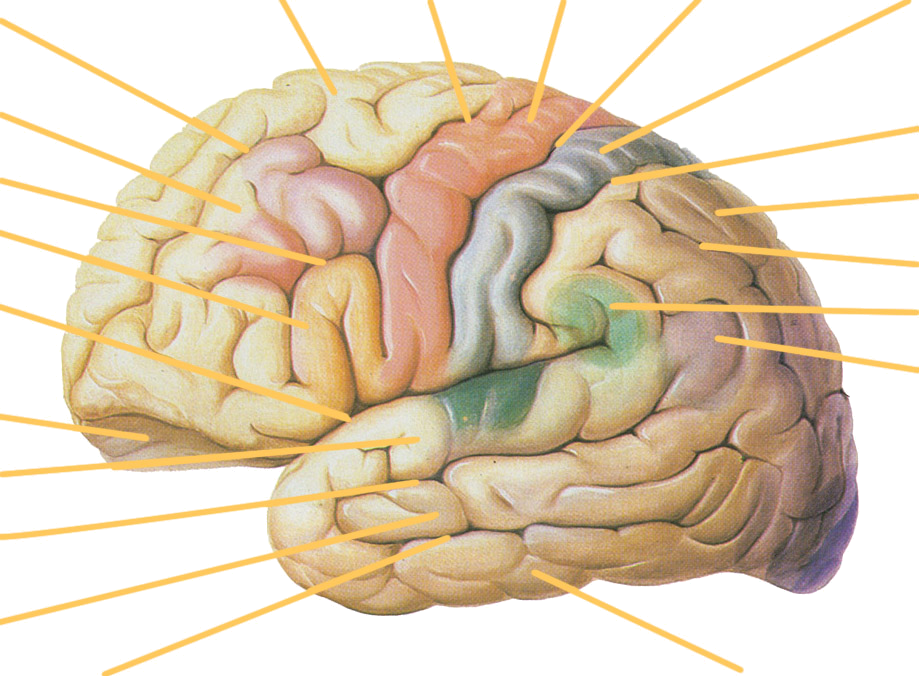 大脑皮层上外侧面 Cerebral Cortex Lateral Surface — Original / 原图