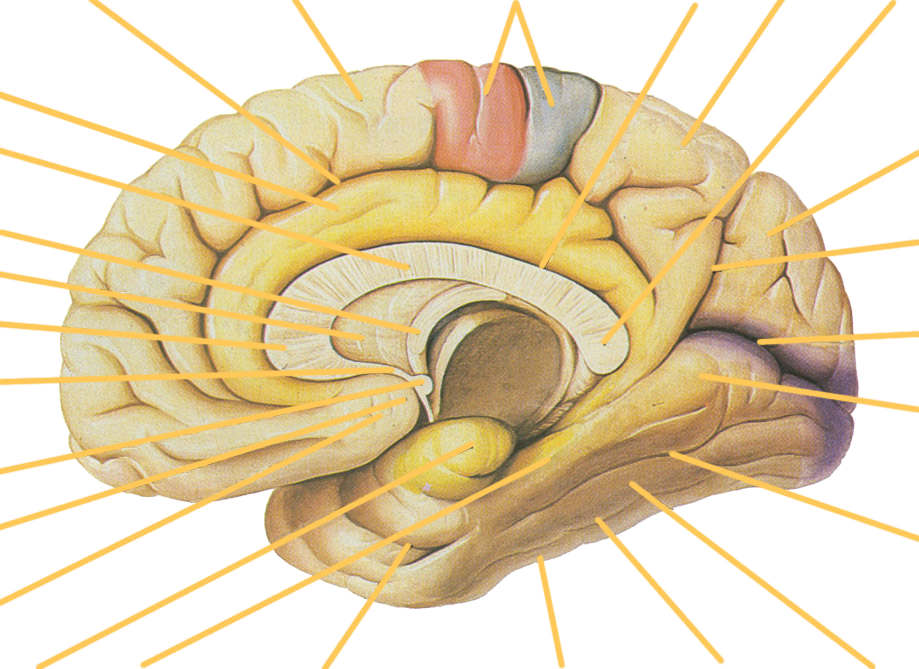 大脑皮层内侧面 Cerebral Cortex Medial Surface — Original / 原图