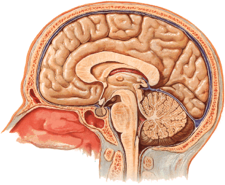 胼胝体矢状位空间定位 Corpus Callosum Sagittal Locator — Original / 原图