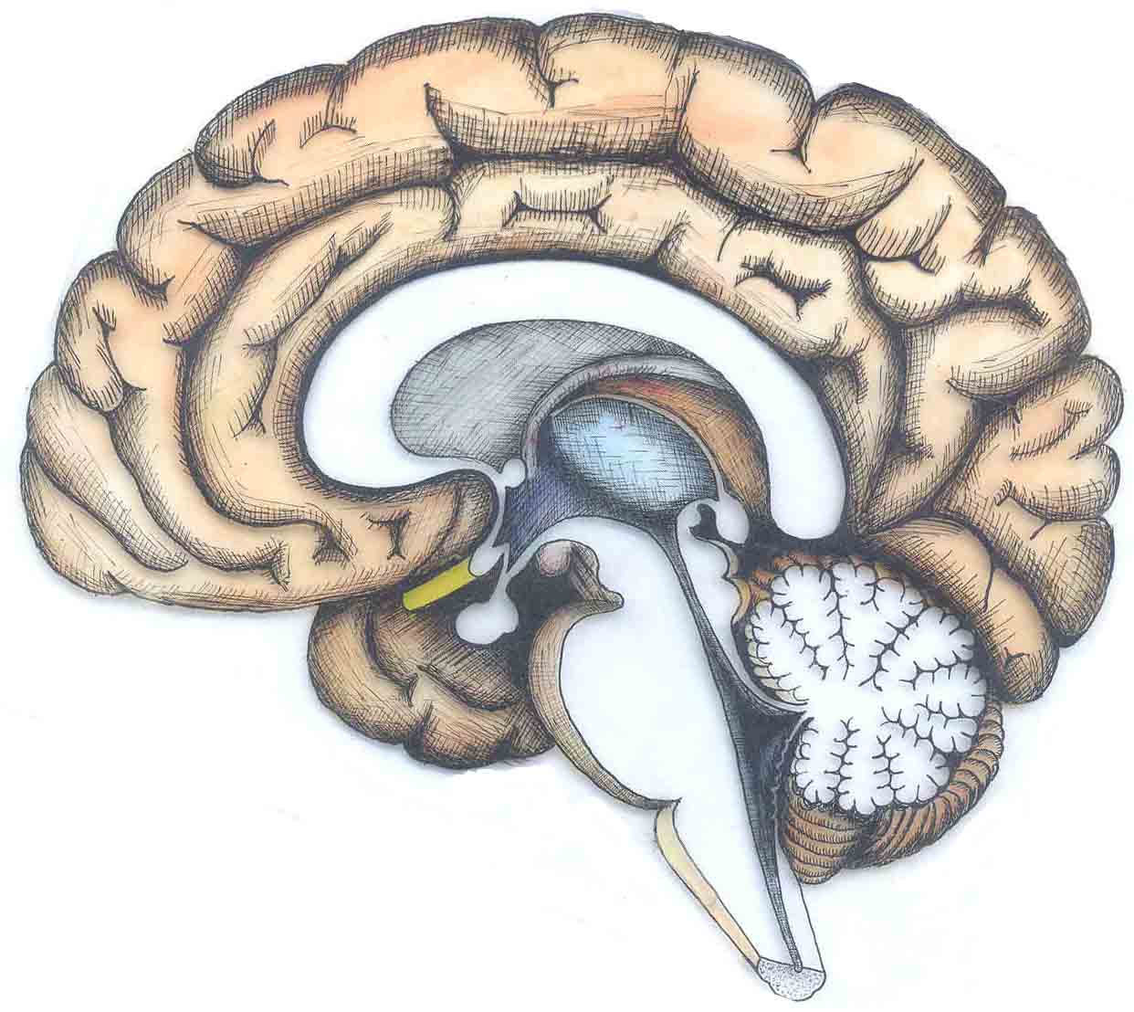 间脑空间定位 Diencephalon Spatial Locator — Original / 原图