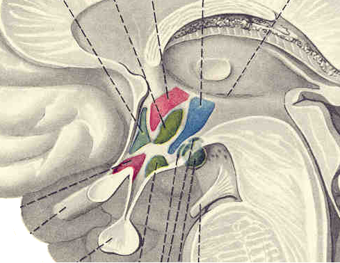 下丘脑核团与邻近结构 Hypothalamic Nuclei and Relations — Original / 原图