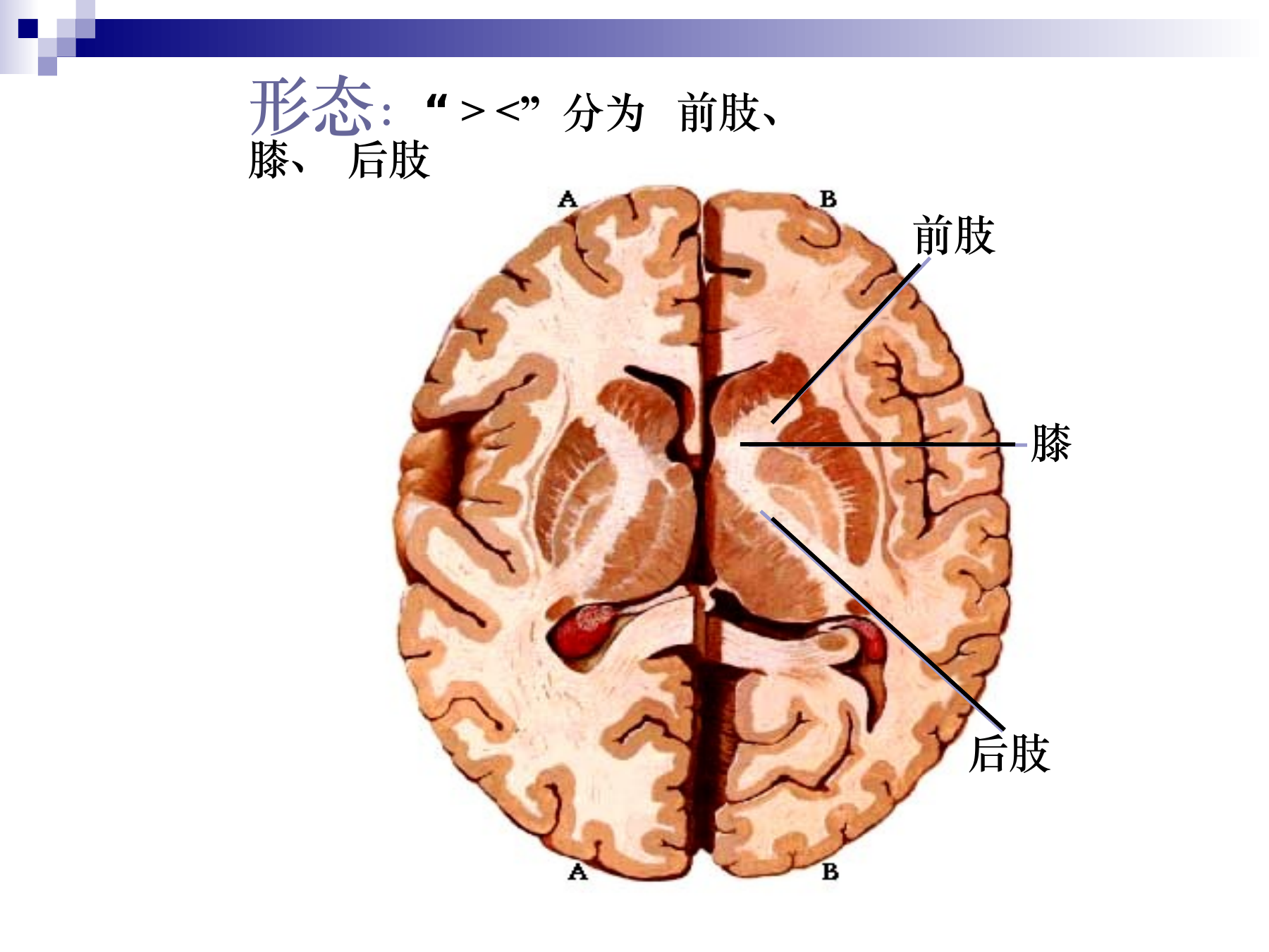水平切面:前肢、膝、后肢